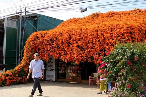 Căn nhà phủ kín hoa ở Lâm Đồng, ai đi qua cũng muốn dừng chân 'sống ảo'