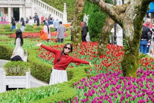 Hàng ngàn bông tulip ngợp ngời trên đỉnh Bà Nà, không gian Tết sẽ kéo dài hết tháng 2/2025