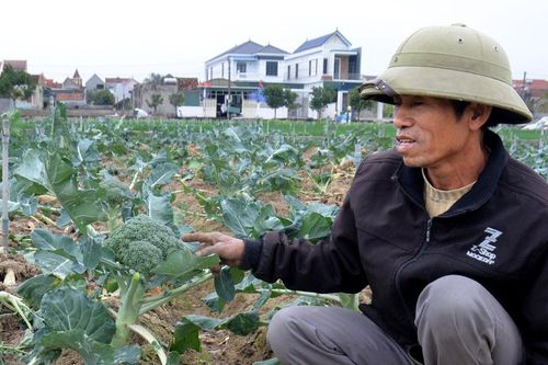 Nghệ An: Nhiều loại rau xanh giá chạm đáy, 1.000 đồng/kg