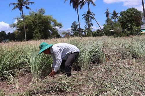 Tiền Giang: Nông dân trồng sả thích ứng hạn mặn, thu lãi gấp ba lần trồng lúa