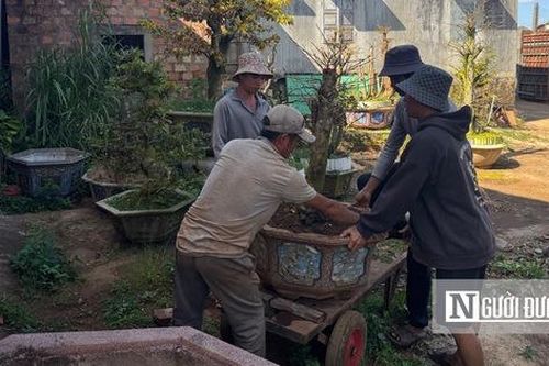 Dịch vụ 'hái' ra tiền của nhiều nhà vườn trồng cây cảnh sau Tết