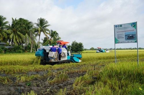 Năm 2025, phấn đấu nhân rộng ít nhất 50.000ha diện tích canh tác vùng chuyên canh lúa chất lượng cao