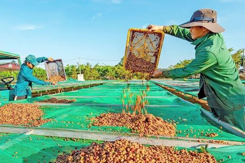 Gia Lai quyết tâm đột phá để tăng trưởng kinh tế 2 con số