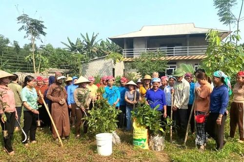 Lào Cai phấn đấu 5.000 ha quế đạt tiêu chuẩn hữu cơ