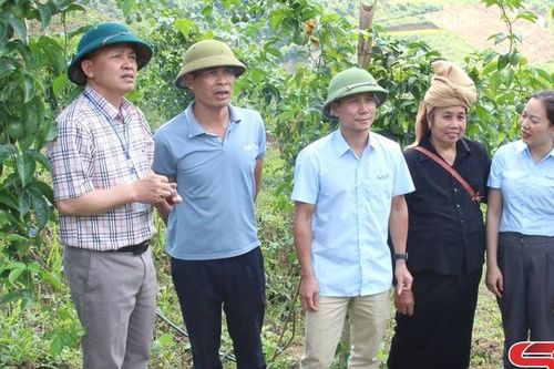Đa dạng các mô hình khuyến nông