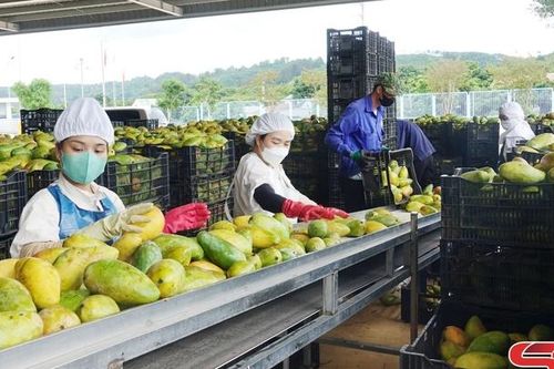 Phát triển vùng xoài ứng dụng công nghệ cao