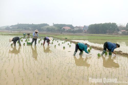 Hối hả những cánh đồng vụ xuân