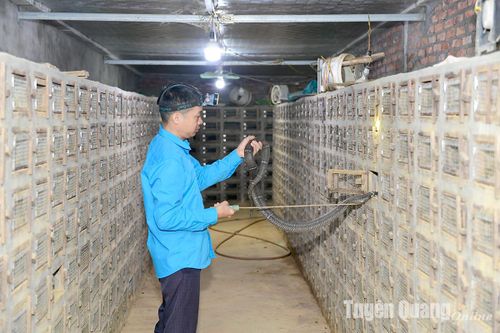 Làm giàu từ nuôi rắn