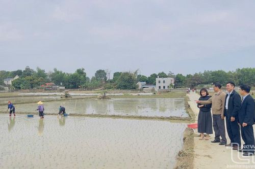 Triển khai mô hình sản xuất lúa hữu cơ quy mô 34ha