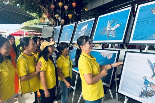 Triển lãm ảnh nghệ thuật 'Nhạn và hải âu Kiên Giang'