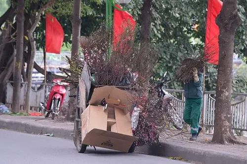 Vất vả thu gom đào, quất sau Tết