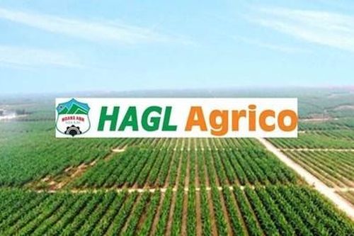 HAGL Agrico (HNG) tiếp tục thua lỗ