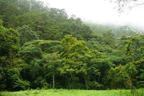 Đắk Lắk: Quyết liệt bảo vệ rừng