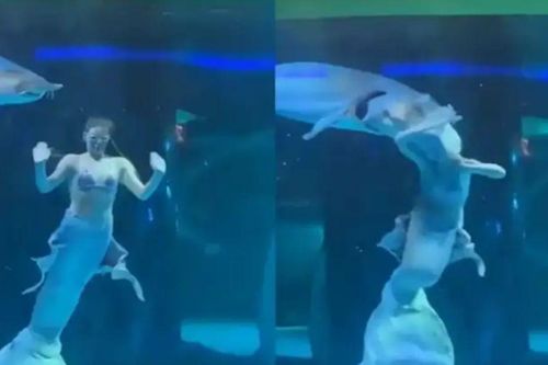 Clip: 'Nàng tiên cá' bất ngờ bị cá khổng lồ tấn công, suýt 'nuốt' cả khuôn mặt