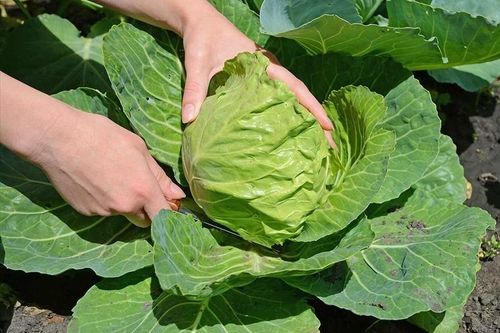 Bài thuốc từ bắp cải