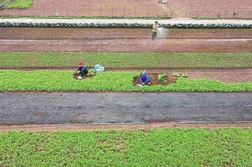 Chuyển đổi cơ cấu cây trồng:Gia tăng giá trị sản phẩm nông nghiệp
