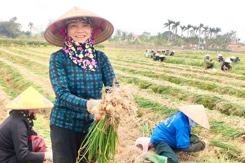 Nông dân Hải Phòng tất bật thu hoạch vụ hành đầu xuân