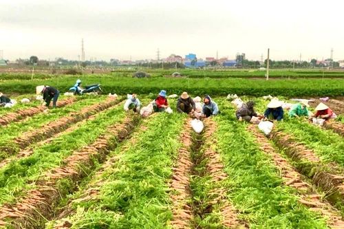 Hải Dương: Cước vận chuyển tăng cao, giá cà rốt giảm mạnh