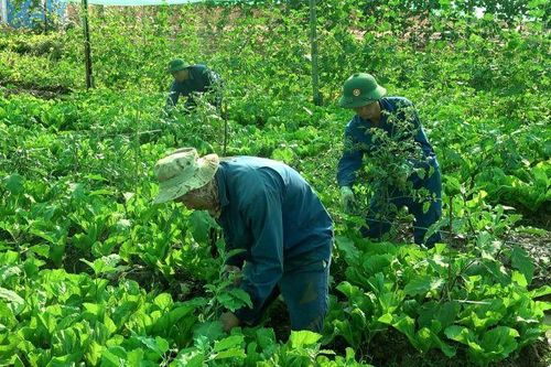Vườn rau xanh tốt của bộ đội Công binh Việt Nam trên vùng đất khô cằn Abyei