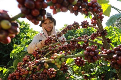 Quy định EUDR - thách thức và cơ hội cho doanh nghiệp cà-phê Việt tiến vào thị trường Bắc Âu