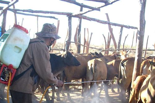 Kon Tum phát hiện dịch lở mồm long móng trên trâu bò