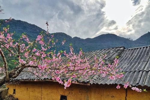7 điểm đến hấp dẫn ngắm hoa xuân khoe sắc