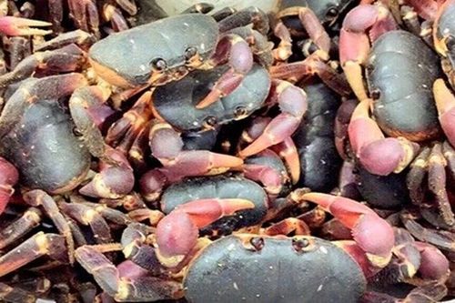 Nuôi cua dẹp hoang dã ở Lý Sơn