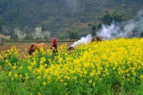Du lịch Hà Giang tháng 2 có gì đẹp?