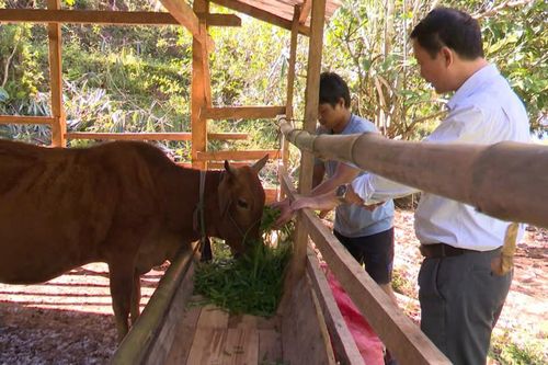 Kon Tum: Bùng phát dịch bệnh lở mồm long móng trên trâu bò
