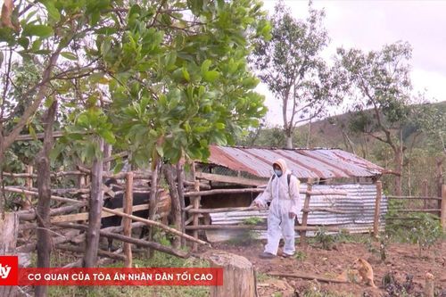 Kon Tum tập trung khống chế dịch lở mồm long móng