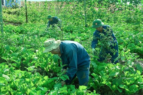 Bộ đội Việt Nam 'biến không thể thành có thể', trồng rau giữa lòng chảo châu Phi