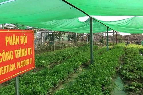Bộ đội Việt Nam biến đất khô cằn ở châu Phi thành vườn rau xanh