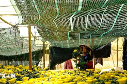Lâm Đồng: Nhà vườn Đà Lạt trúng lớn vụ hoa đầu năm, có loại tăng 5-6 lần