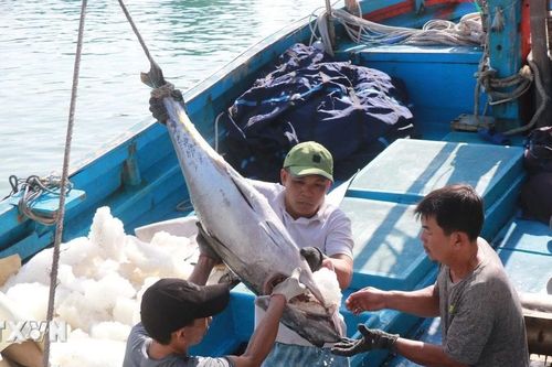 Khánh Hòa: Đầu vụ cá ngừ đại dương bội thu, ngư dân phấn khởi