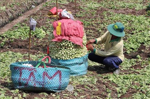 Rau màu vụ Đông Xuân được giá, nông dân có nguồn thu khá