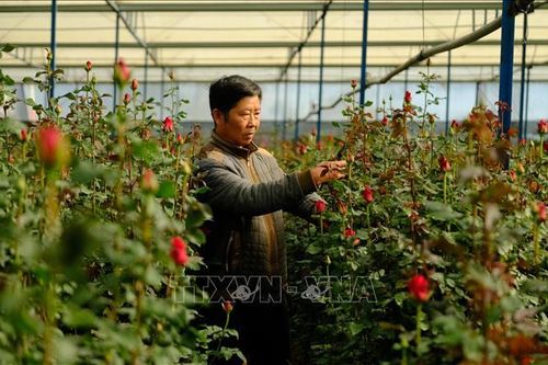 Nhà vườn Đà Lạt trúng lớn vụ hoa đầu năm