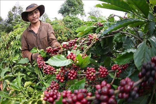 Lưu ý khi doanh nghiệp xuất khẩu cà phê Việt Nam vào thị trường Bắc Âu