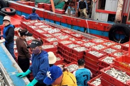 Ngư dân TP Vinh ra khơi đầu năm trúng lớn, thu bộn tiền
