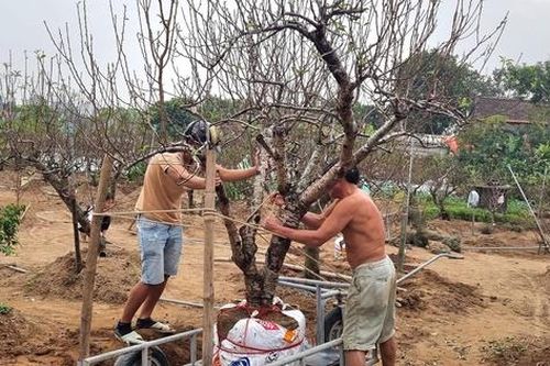 Nông dân Nhật Tân tất bật chăm sóc vườn đào sau Tết