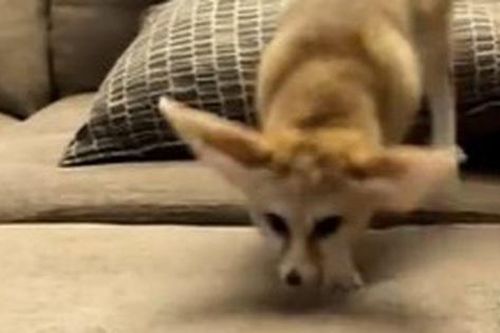 Người đàn ông cứu được con mèo đã kinh ngạc khi biết sự thật về sinh vật này