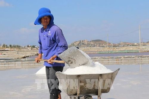 Ninh Thuận hướng tới mục tiêu trở thành 'thủ phủ' muối