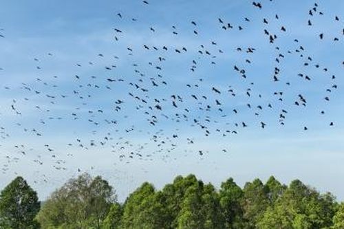 Về cù lao xem đàn dơi quạ