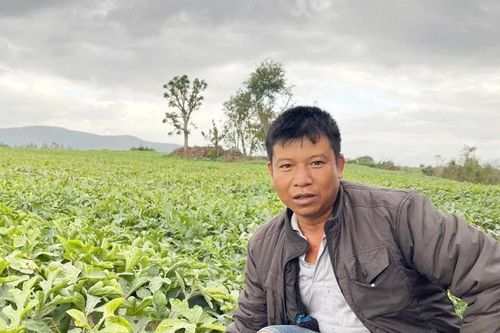 Người trồng dưa hấu thiệt hại kép