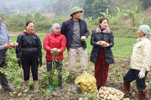 Nông dân Mường Vi phấn khởi vì khoai tây vụ đông 'được mùa, được giá'