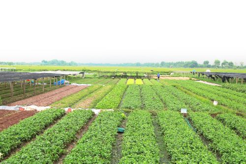 Lợi ích 'kép' từ nông nghiệp cận đô thị
