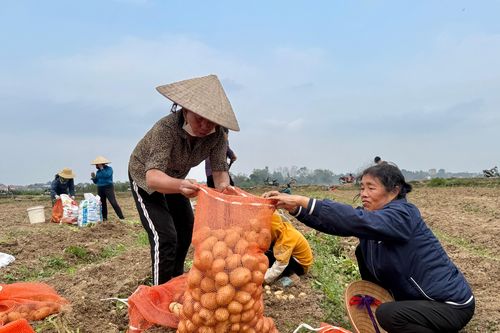 Sơn Vi 'đón lộc' đầu Xuân