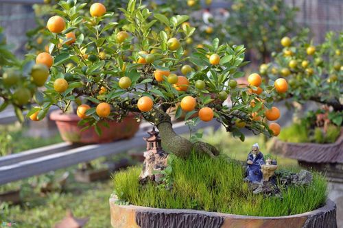 Cách chăm cây quất Tết tươi lâu, không rụng quả, héo lá