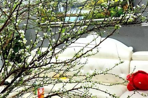 Nguồn cung giảm, hoa Tuyết Mai tiếp tục cháy hàng sau Tết