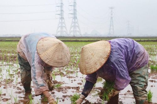 Đội mưa đi cấy thuê