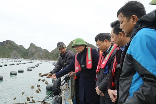Phó Thủ tướng Trần Hồng Hà thăm, động viên người nuôi trồng thủy sản huyện Vân Đồn